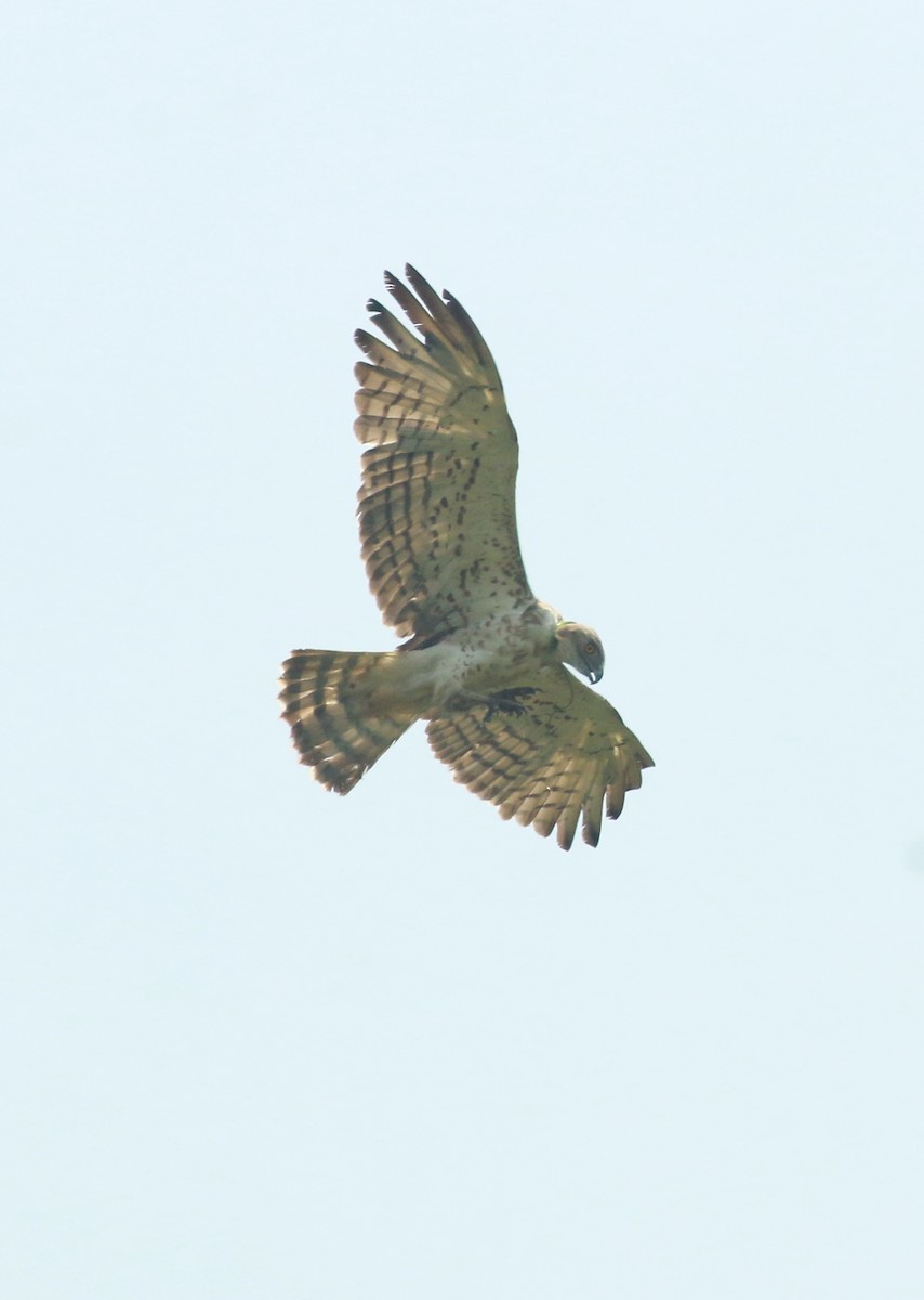 Short-toed Snake-Eagle - ML433830971