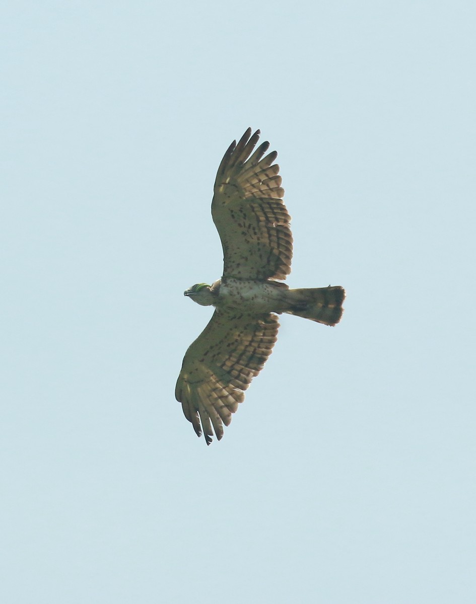 Short-toed Snake-Eagle - ML433831091