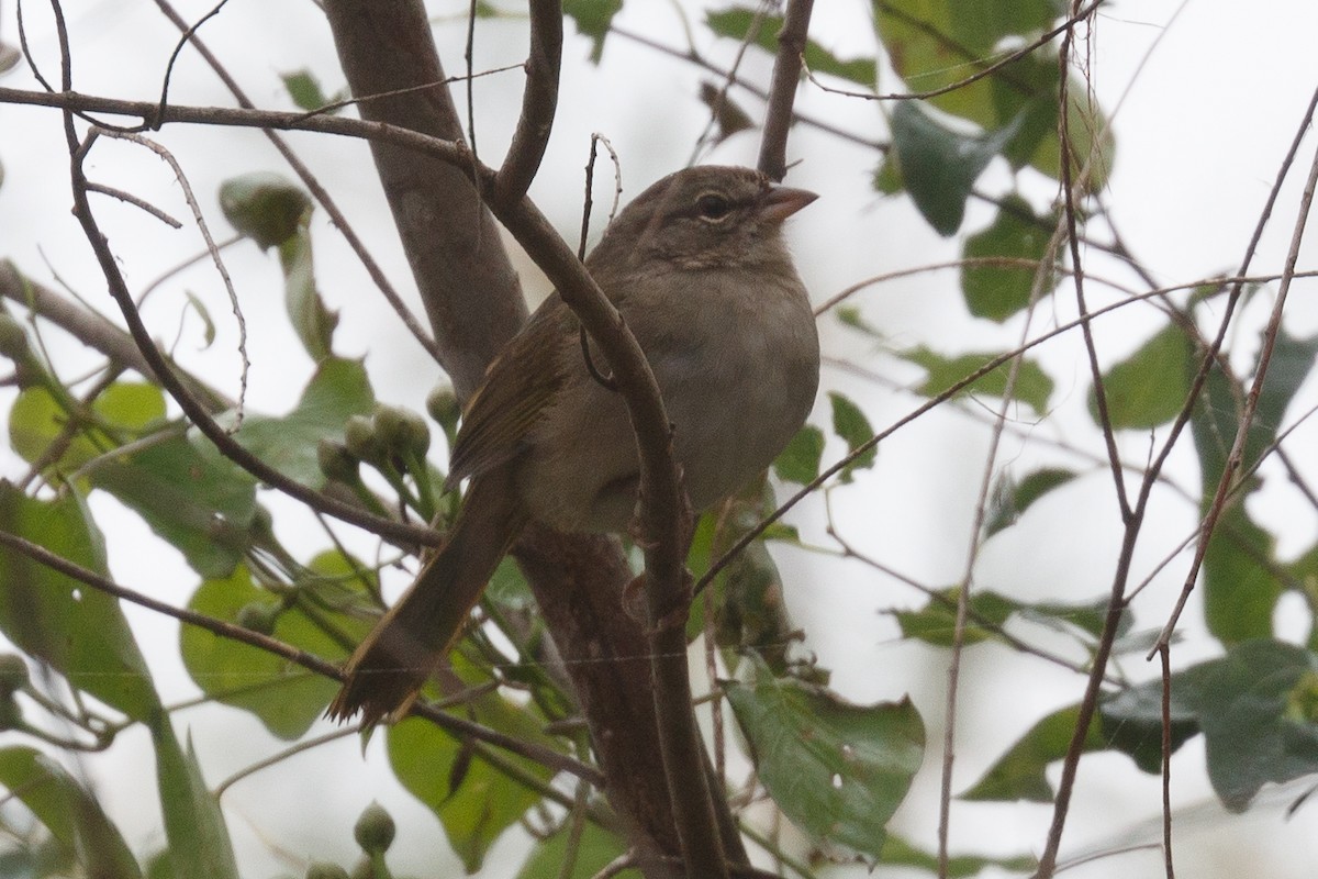 Olive Sparrow - ML43383251