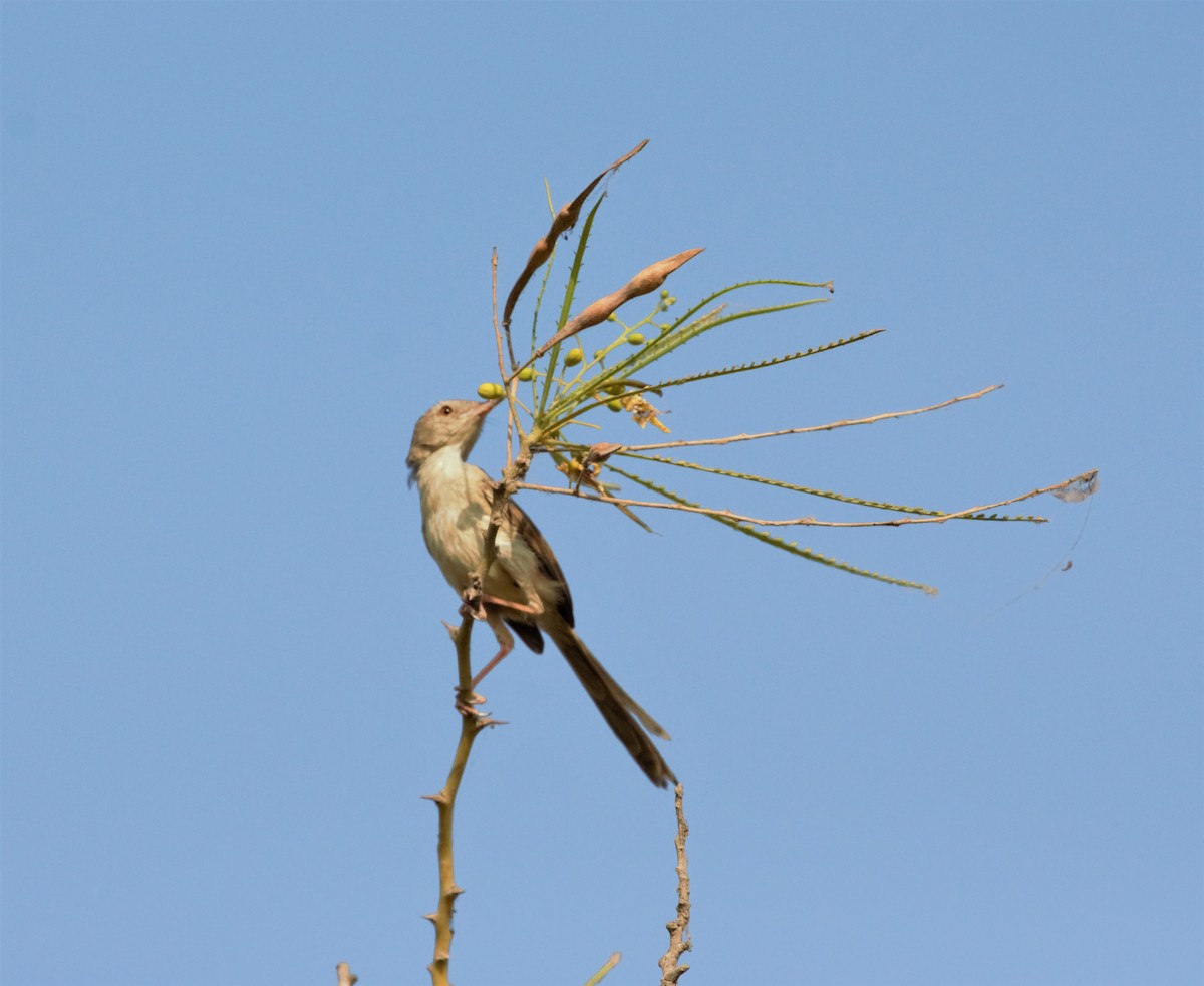 Plain Prinia - ML433833051