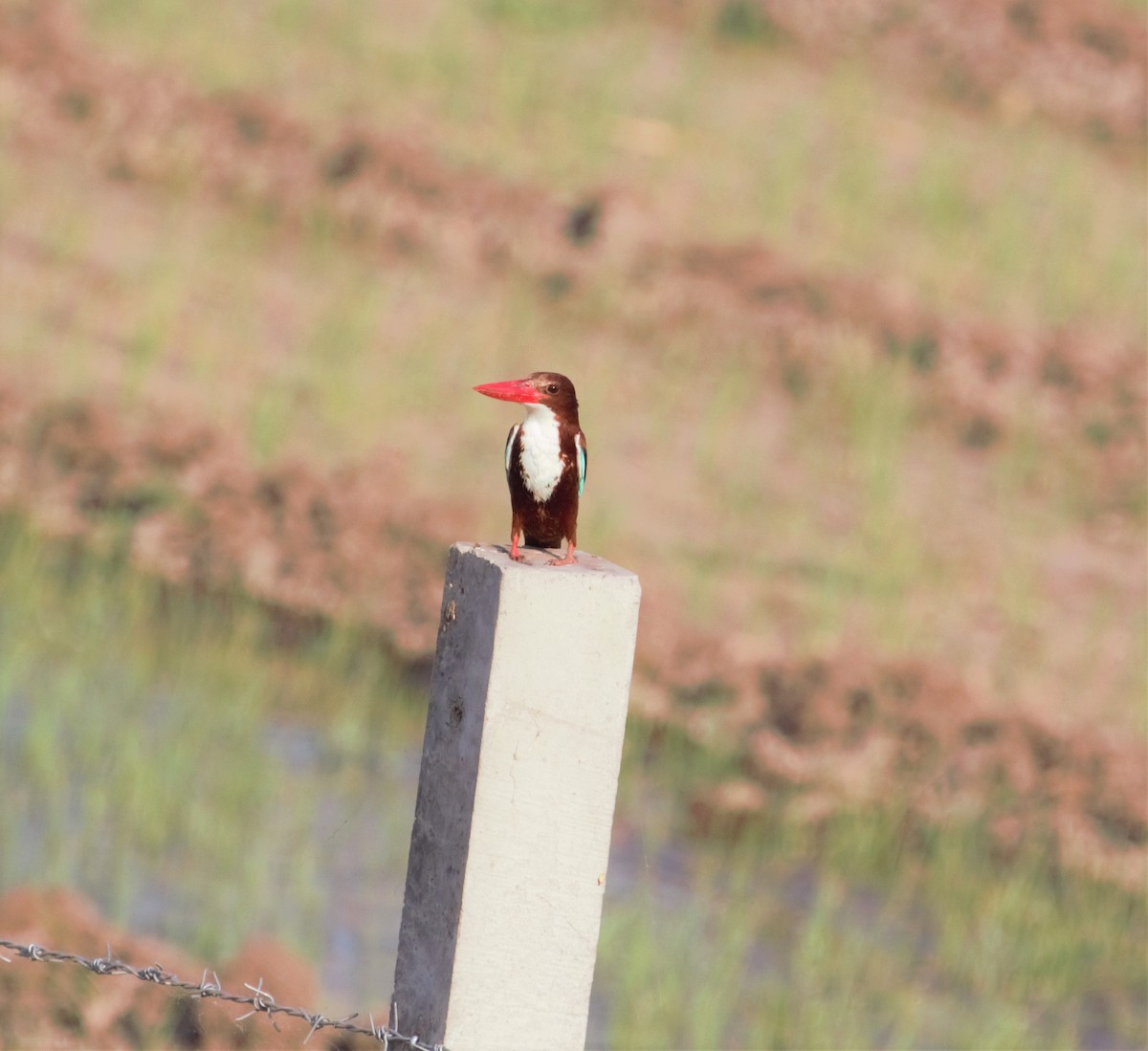 White-throated Kingfisher - PARTH PARIKH