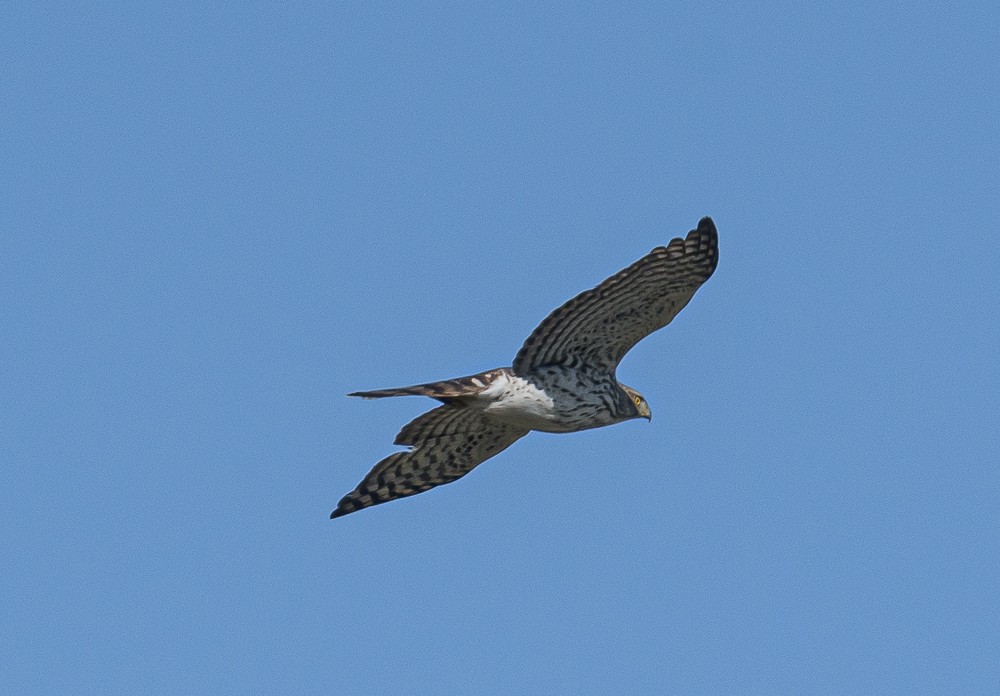 Broad-winged Hawk - Bert Filemyr