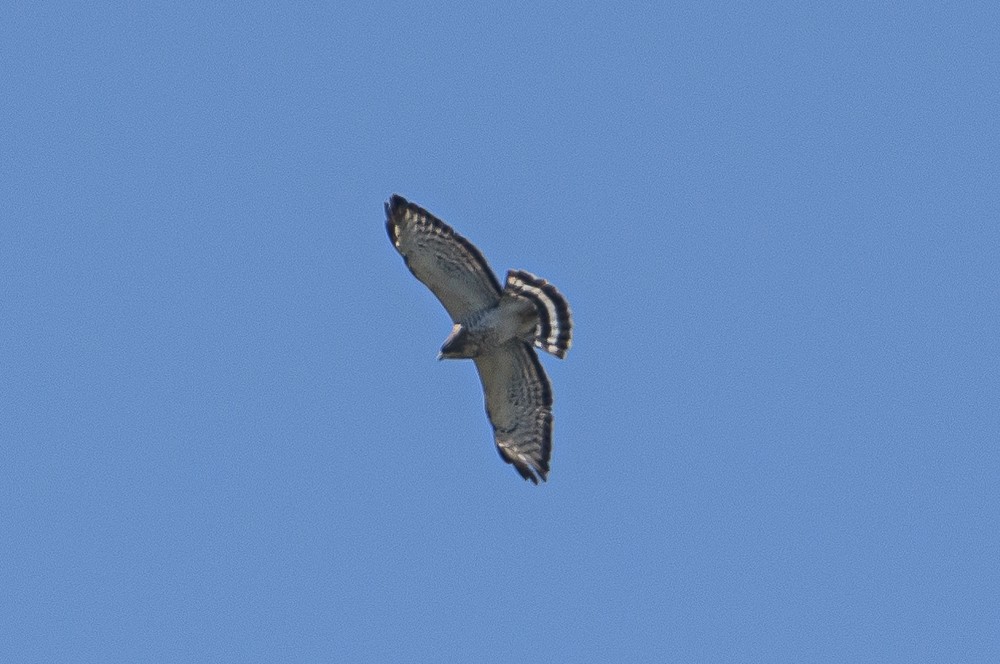 Broad-winged Hawk - Bert Filemyr