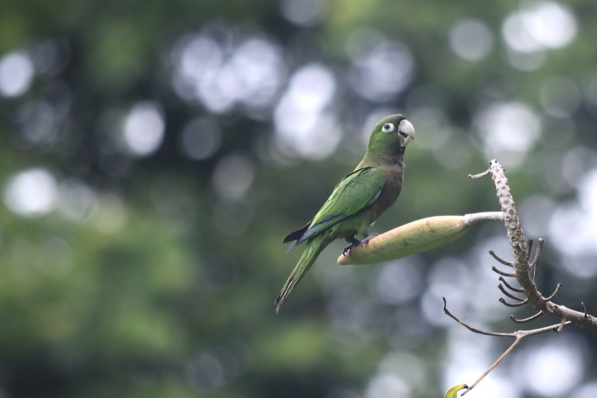 Olive-throated Parakeet - ML433835081