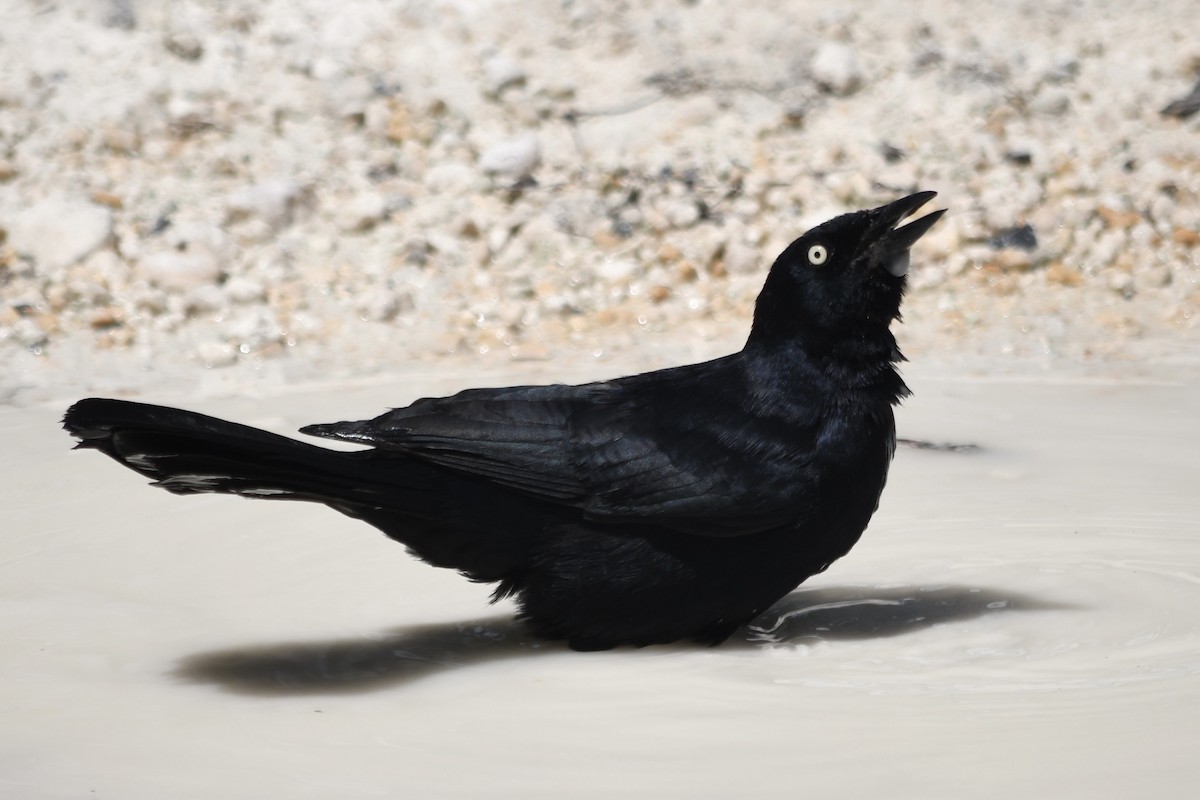 Greater Antillean Grackle - ML433835111