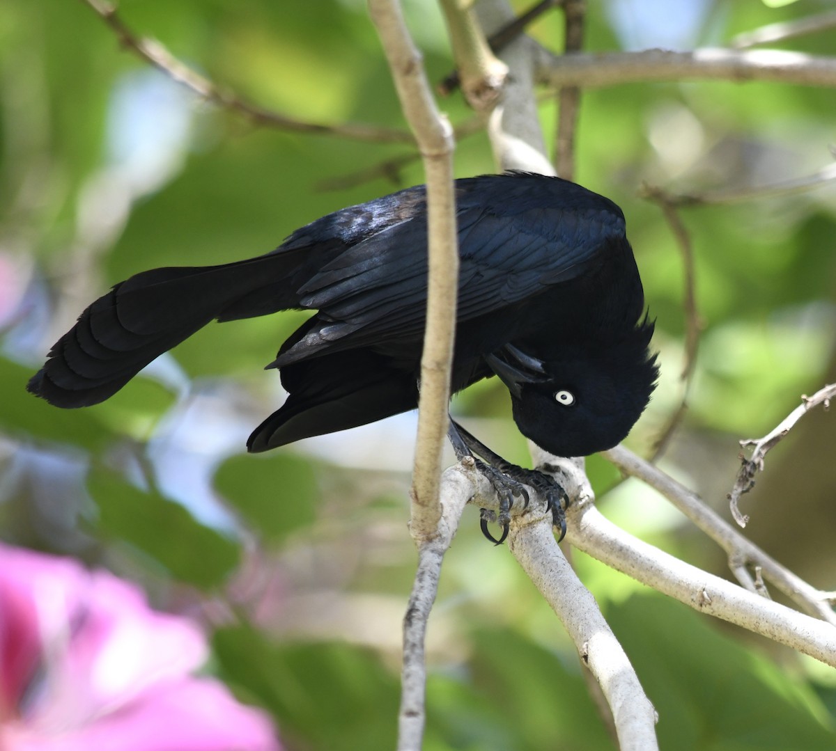 Greater Antillean Grackle - ML433835141