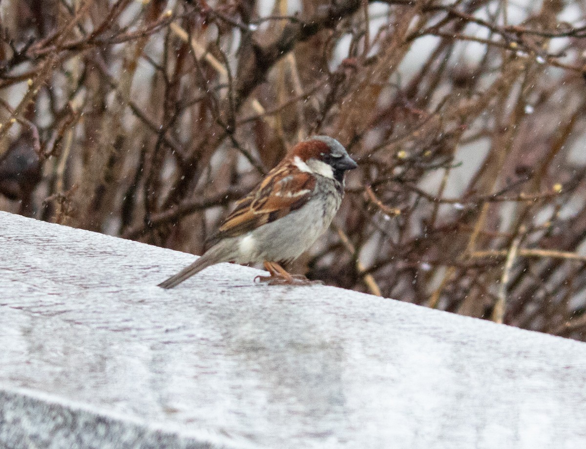 House Sparrow - ML433838561