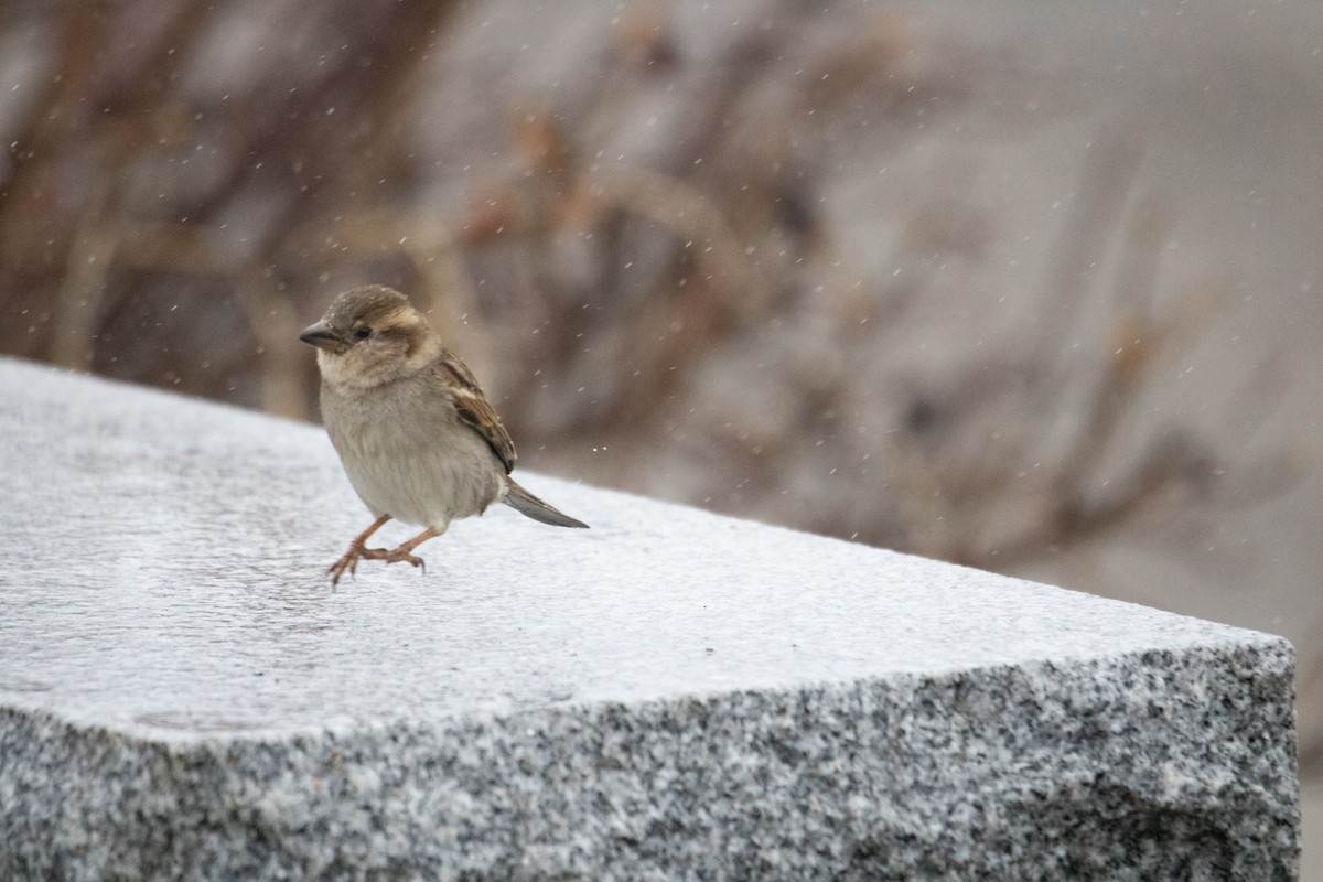 Moineau domestique - ML433838581