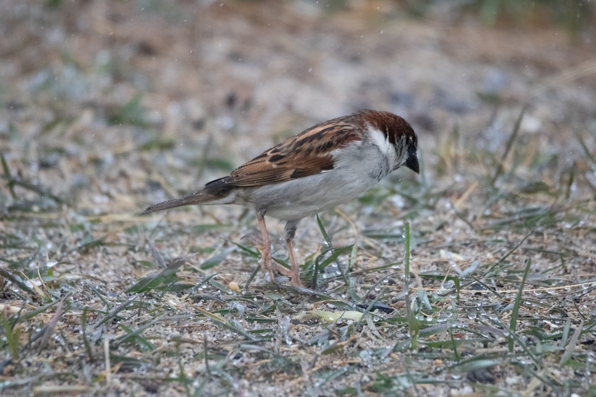 Moineau domestique - ML433838601