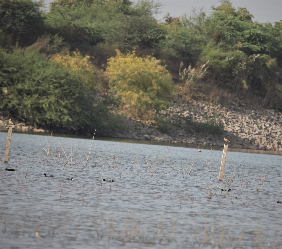 Eurasian Coot - ML433838721