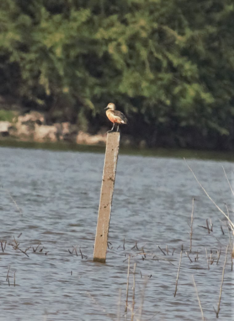 Dendrocygne siffleur - ML433839021