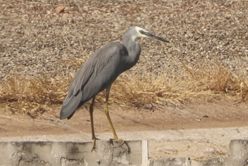 White-faced Heron - ML433839971