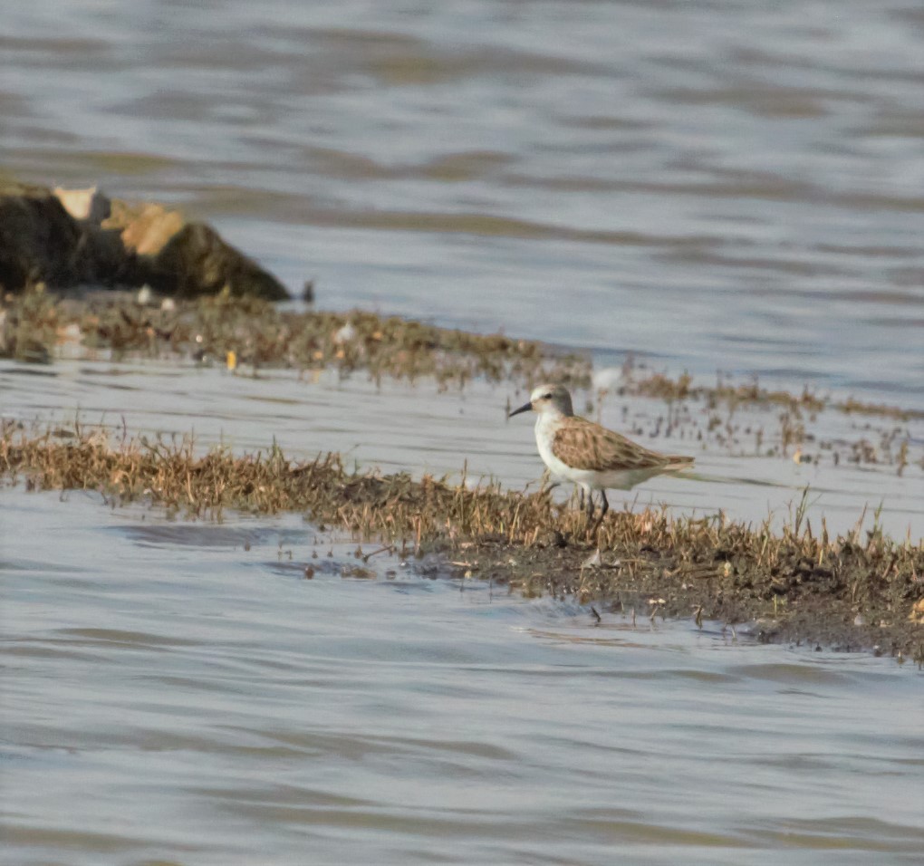 Little Stint - ML433841201