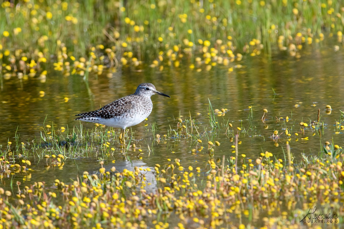 Wood Sandpiper - ML433842081