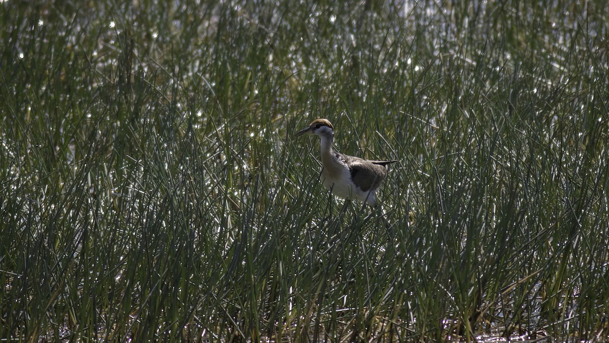 Bronze-winged Jacana - ML433842291