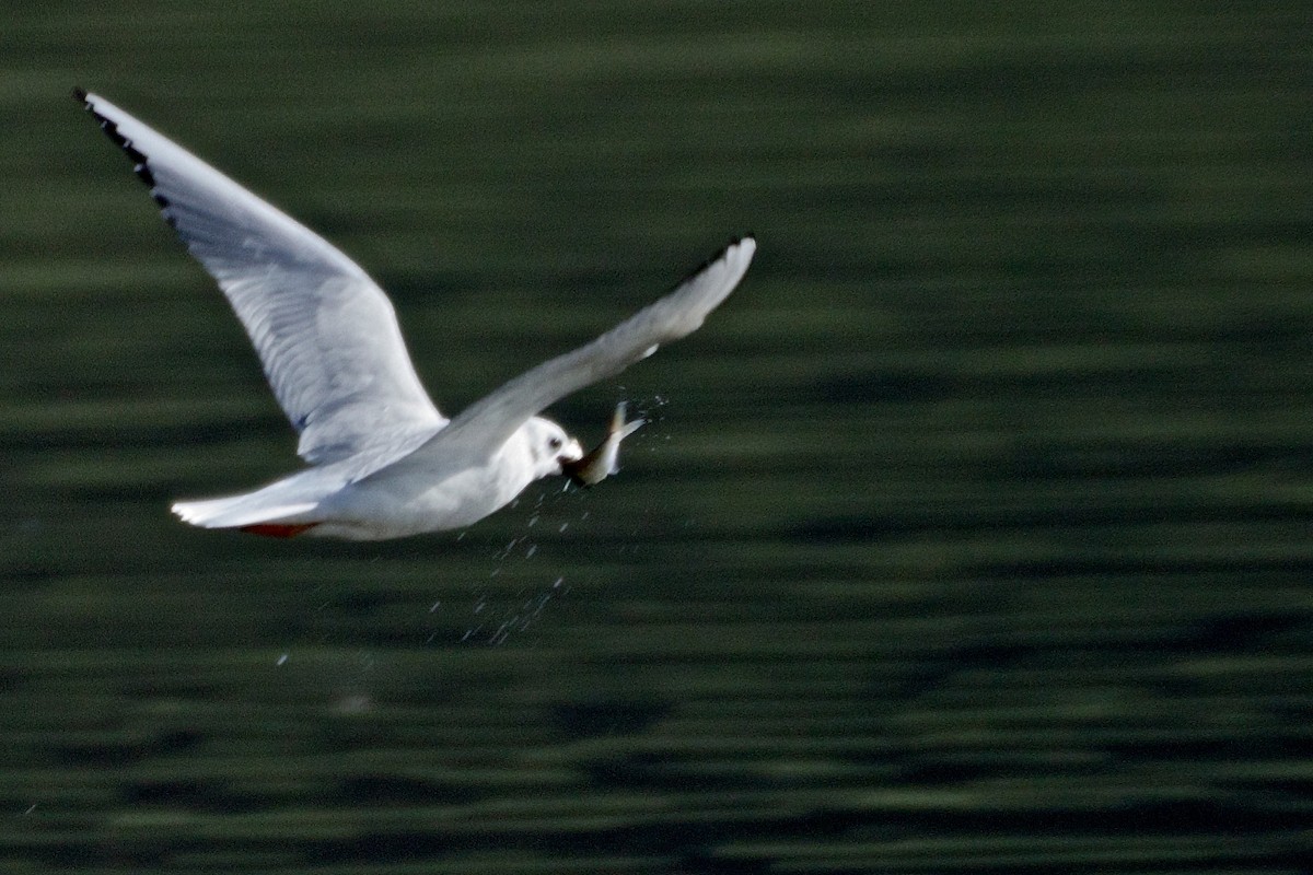 Bonaparte's Gull - ML43384321