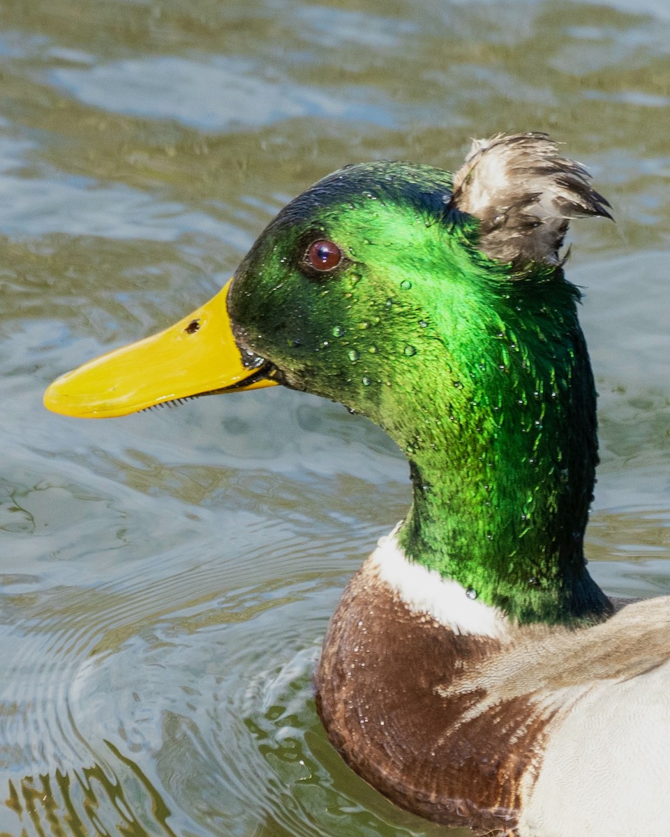 Canard colvert - ML433843551