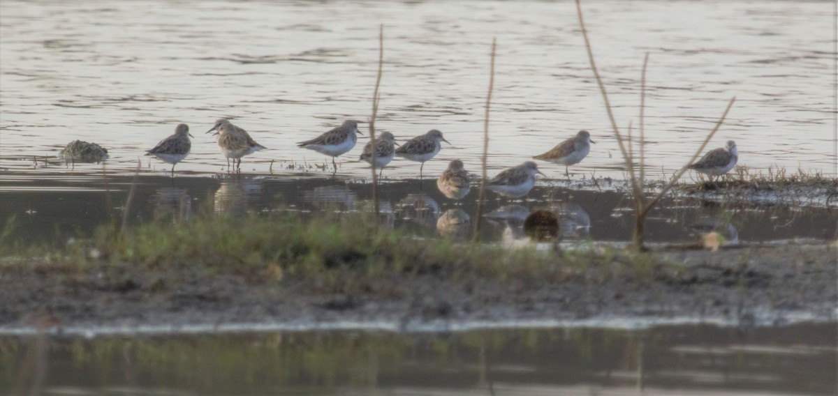 Little Stint - ML433843951