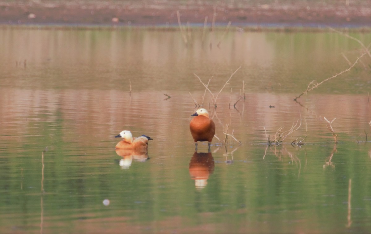 Ruddy Shelduck - ML433844711