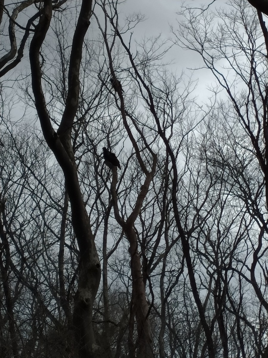 kondor krocanovitý - ML433846041