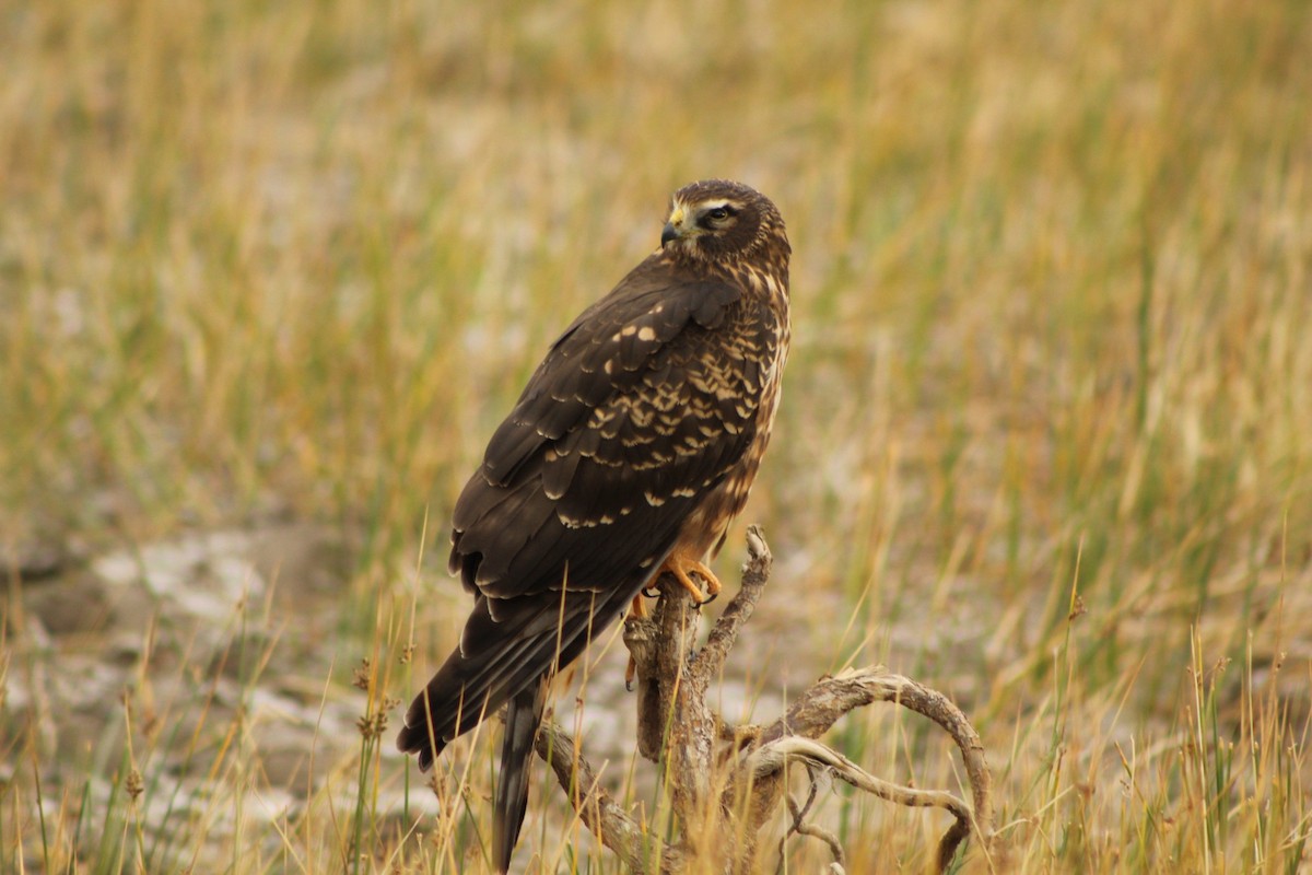 Cinereous Harrier - Lucas Quivira Flores