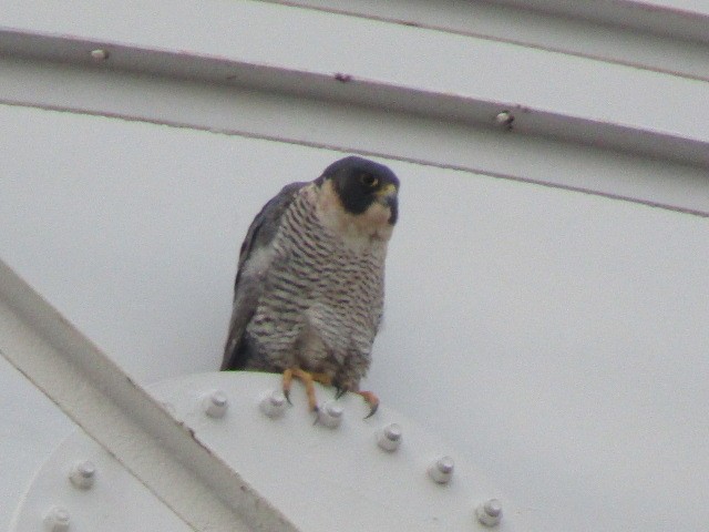 Peregrine Falcon - ML433848101