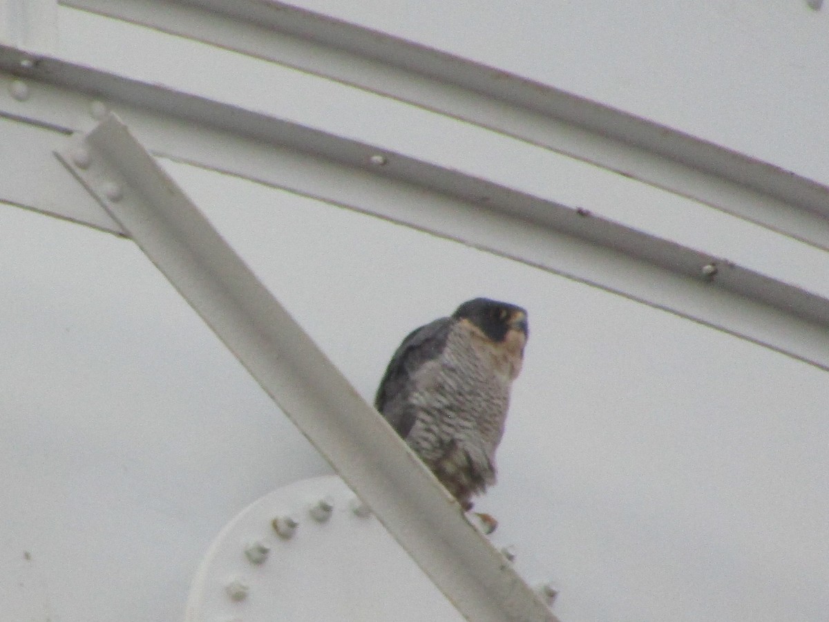 Peregrine Falcon - Henry Holdren