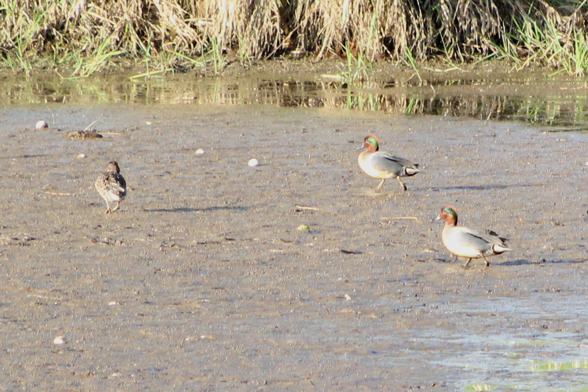 Green-winged Teal - ML433848261