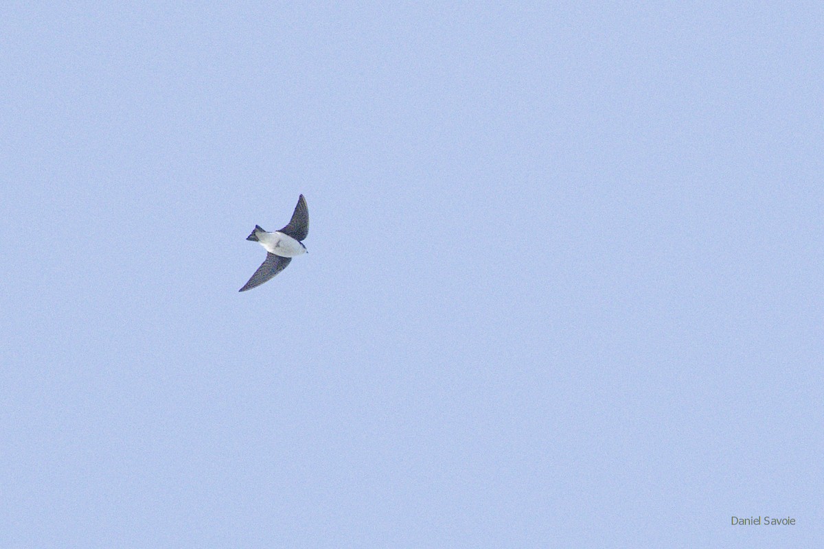 Tree Swallow - ML433850341