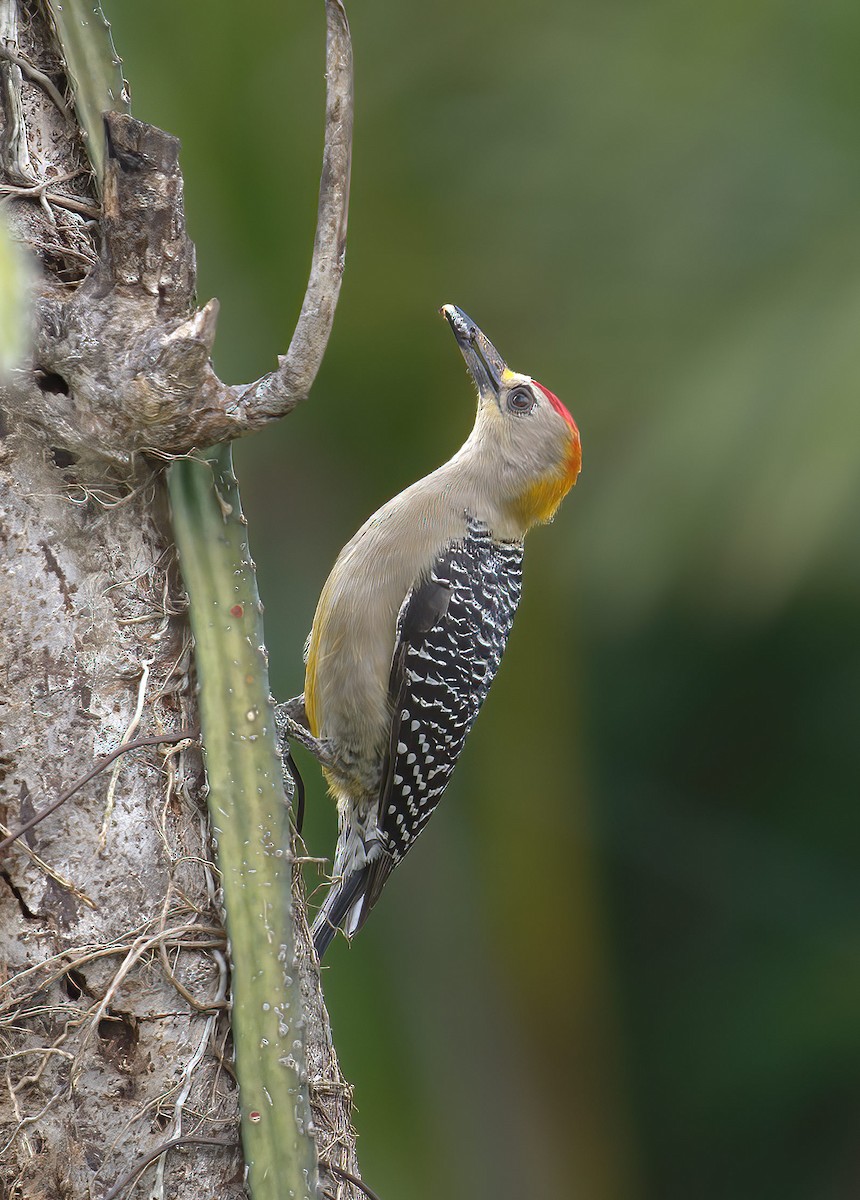 Red-crowned Woodpecker - ML433851441