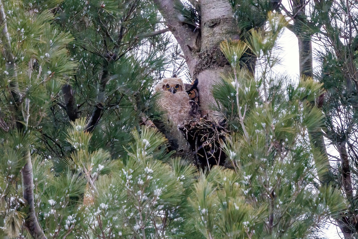 Great Horned Owl - ML433855051