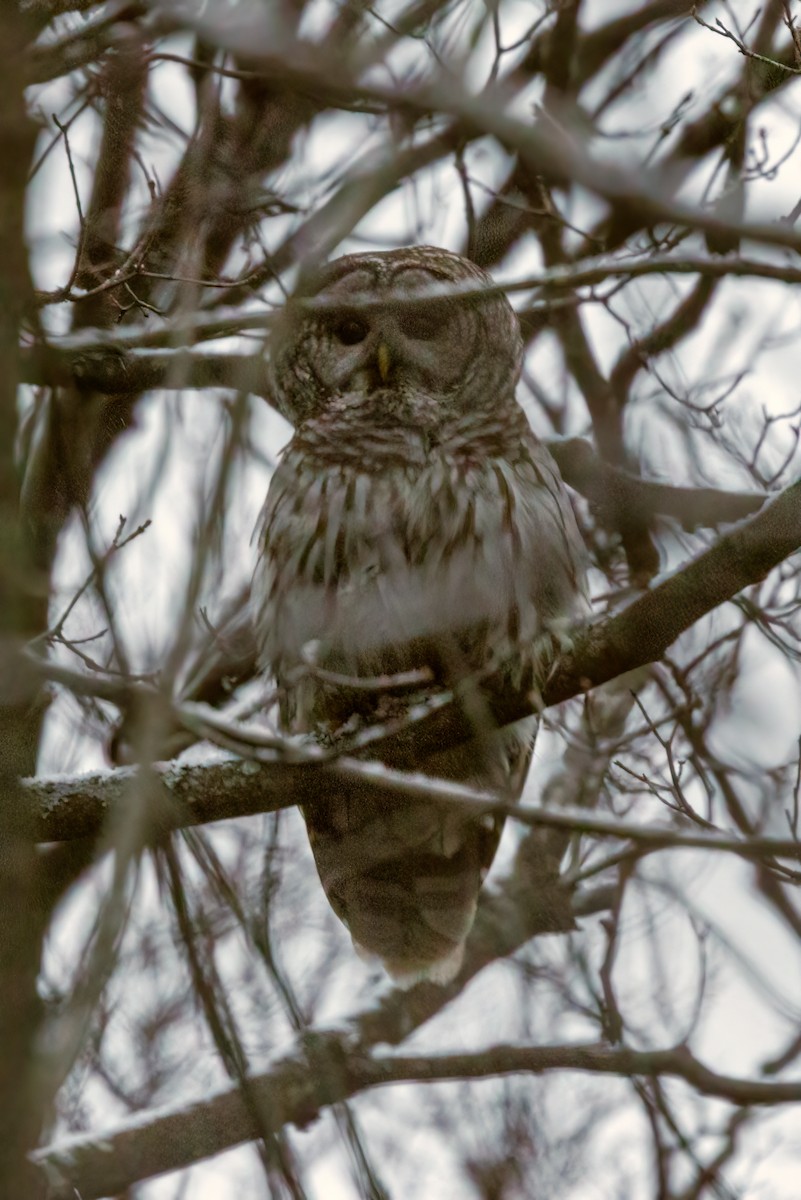 Barred Owl - ML433855071