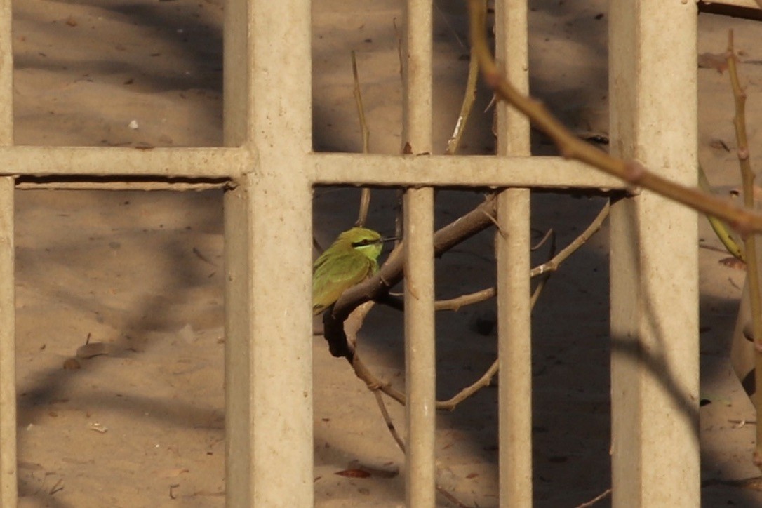 African Green Bee-eater - ML433855801