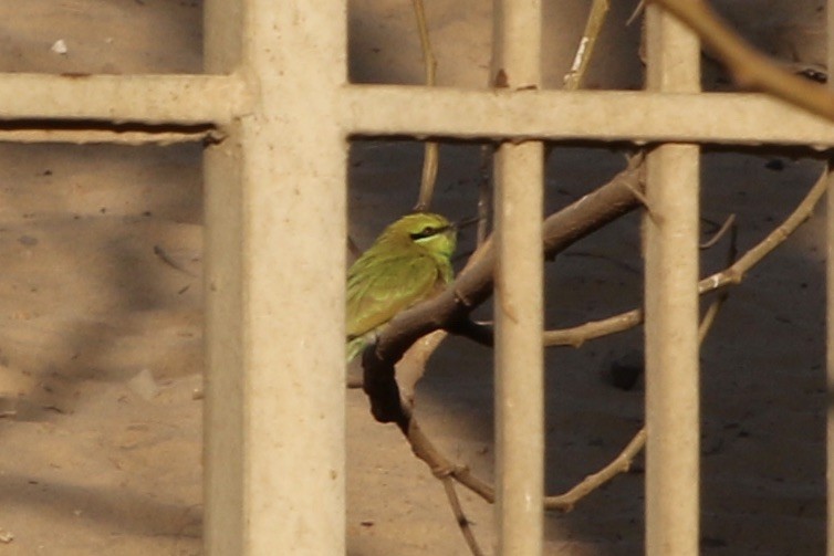 African Green Bee-eater - ML433856051