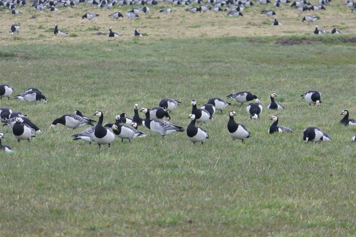 Barnacle Goose - ML433857011