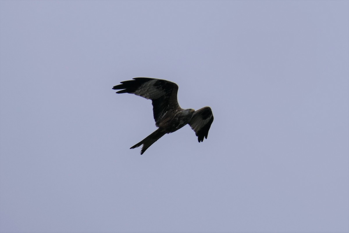 Red Kite - ML433857161