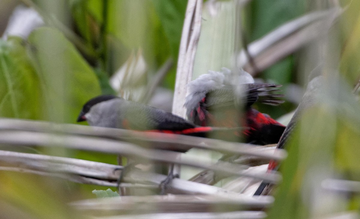 Black-headed Waxbill - ML433857861