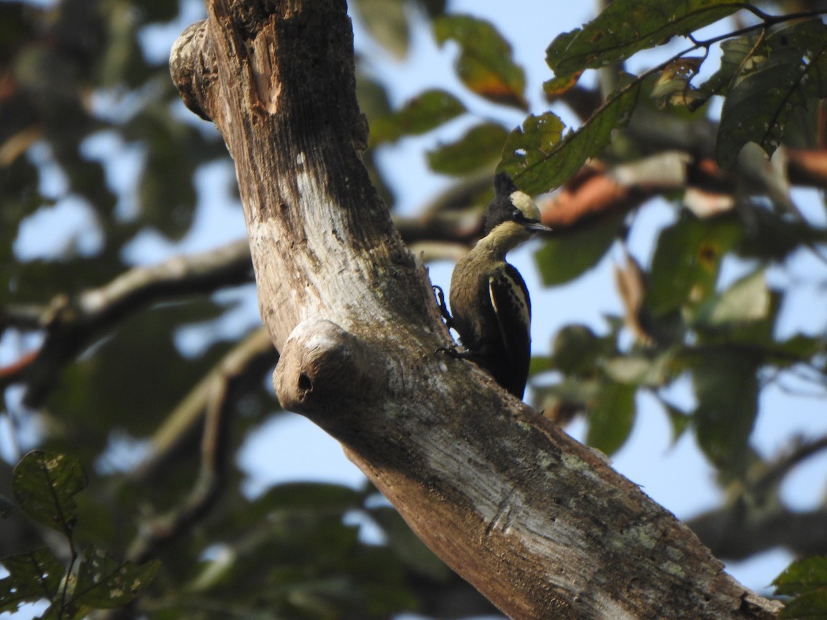 Heart-spotted Woodpecker - ML433858501