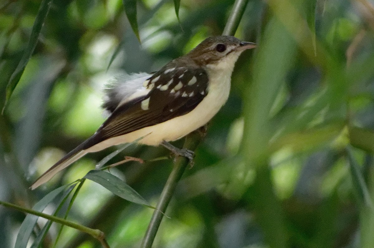 Spotted Greenbul - ML433858621