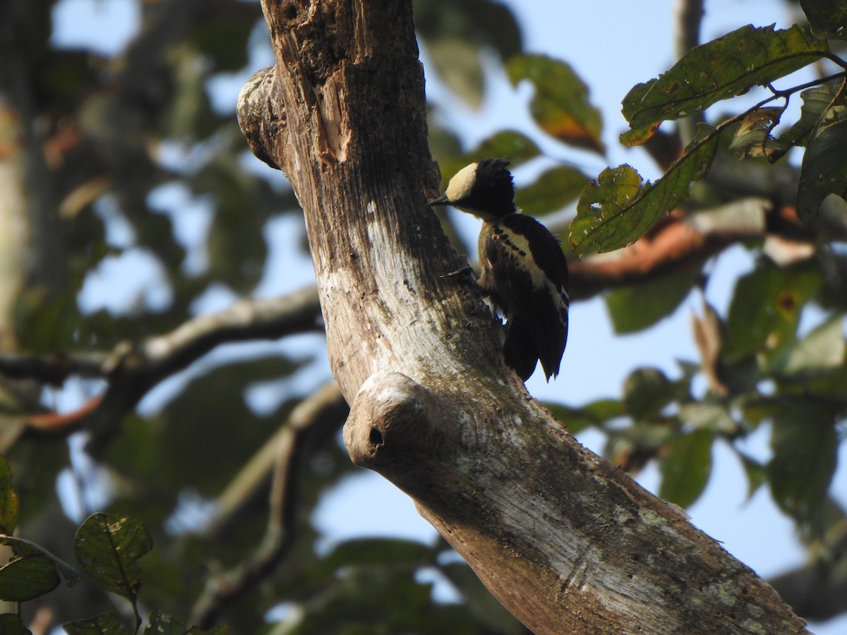 Heart-spotted Woodpecker - ML433859001