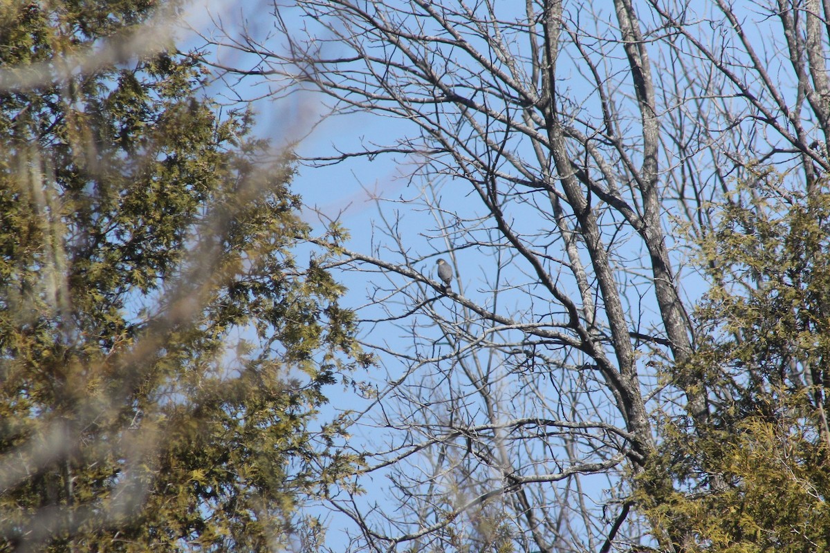 Sharp-shinned Hawk - ML433859111