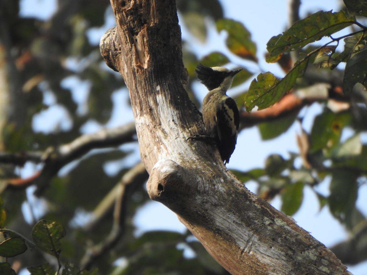 Heart-spotted Woodpecker - ML433859341