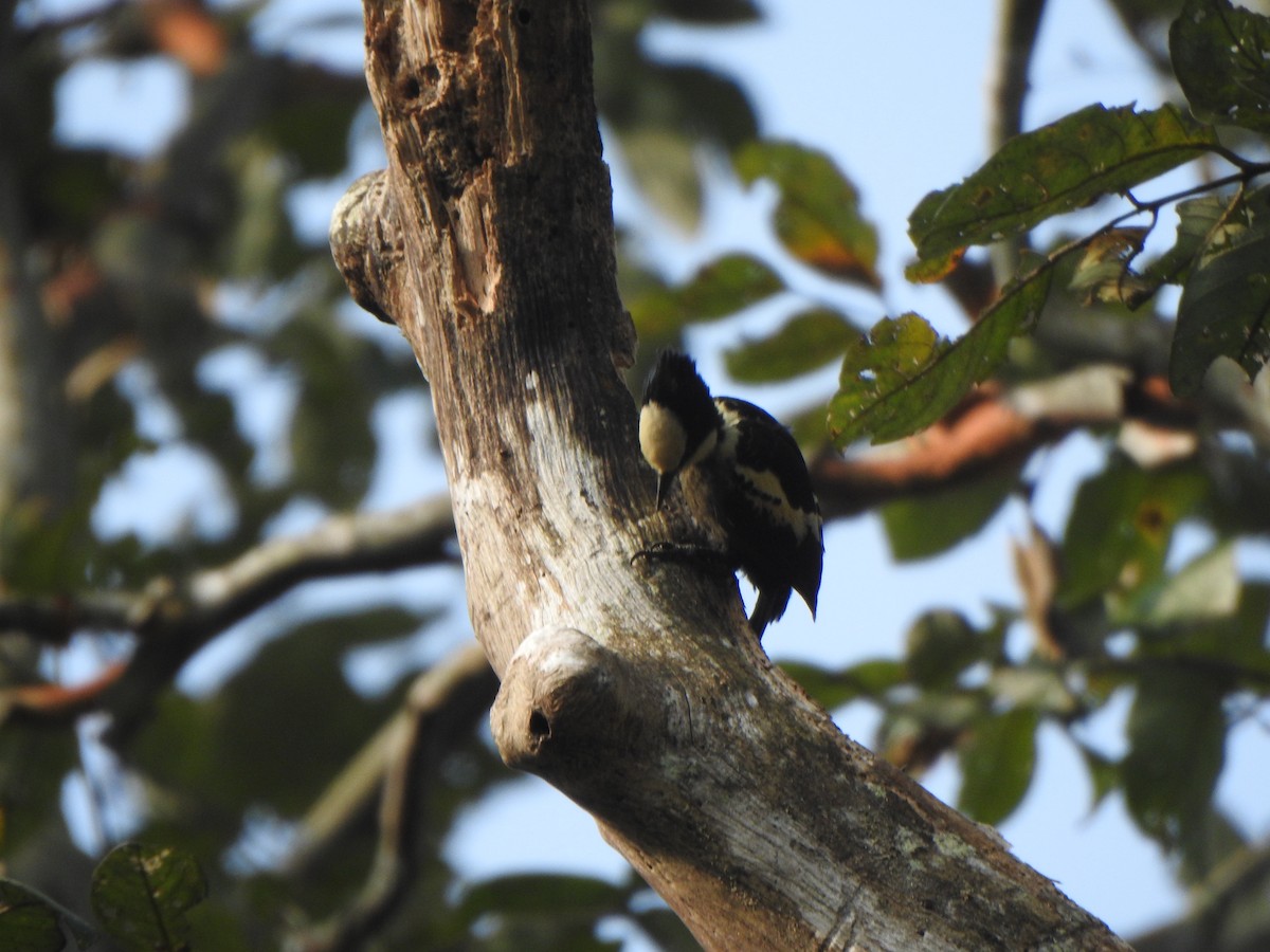 Heart-spotted Woodpecker - ML433859421