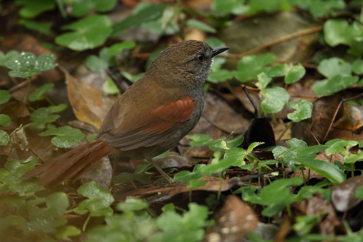 Gray-bellied Spinetail - Martjan Lammertink