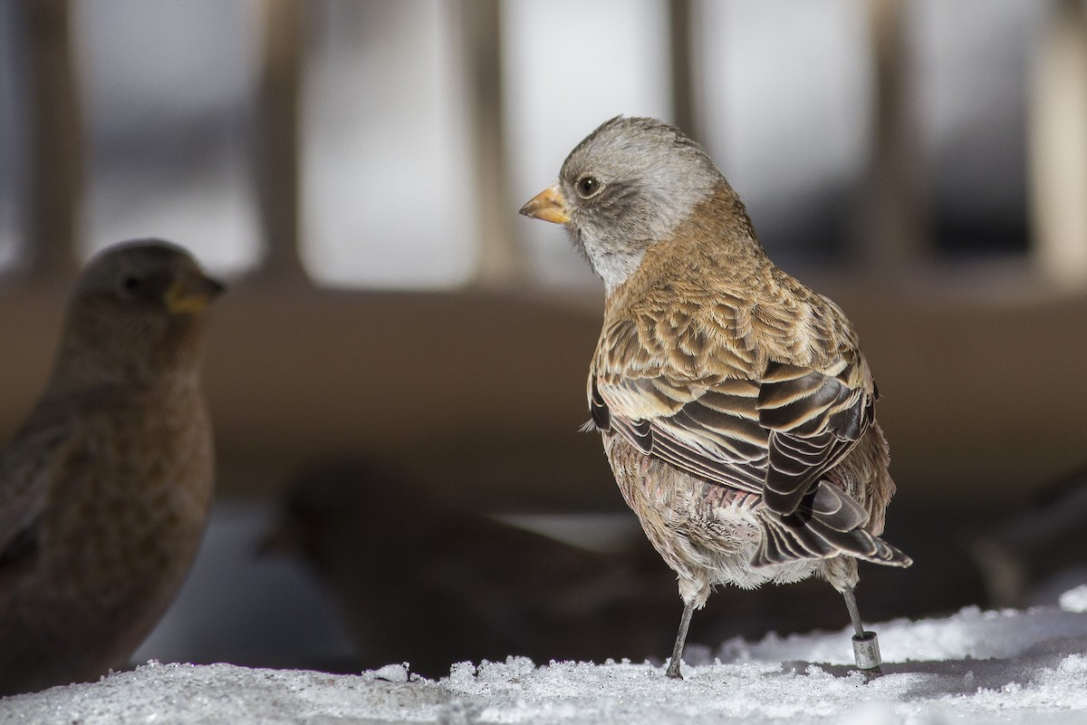 Gray-crowned Rosy-Finch (Hepburn's) - Jacob Drucker