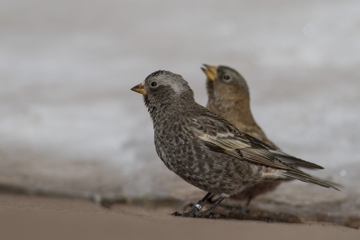 Black Rosy-Finch - ML43386111