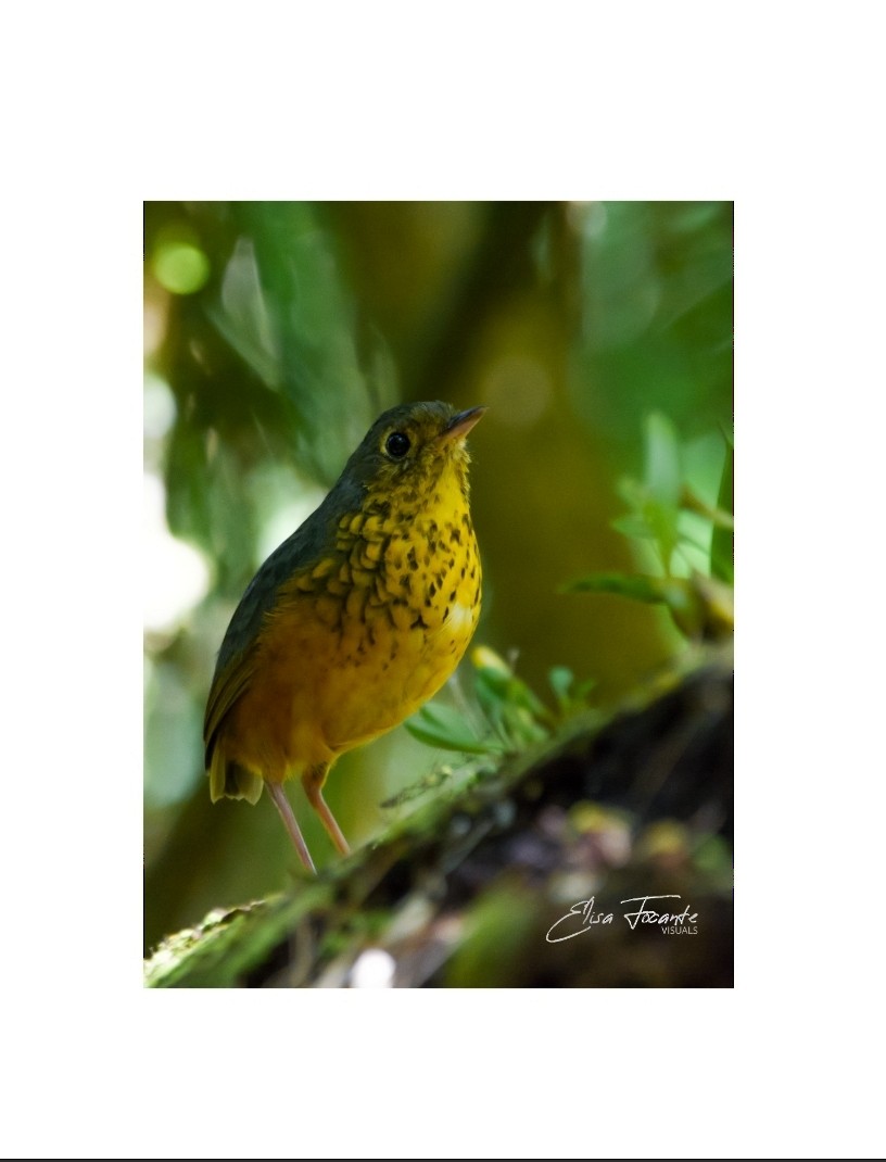 prikkbrystmaurpitta - ML433861321