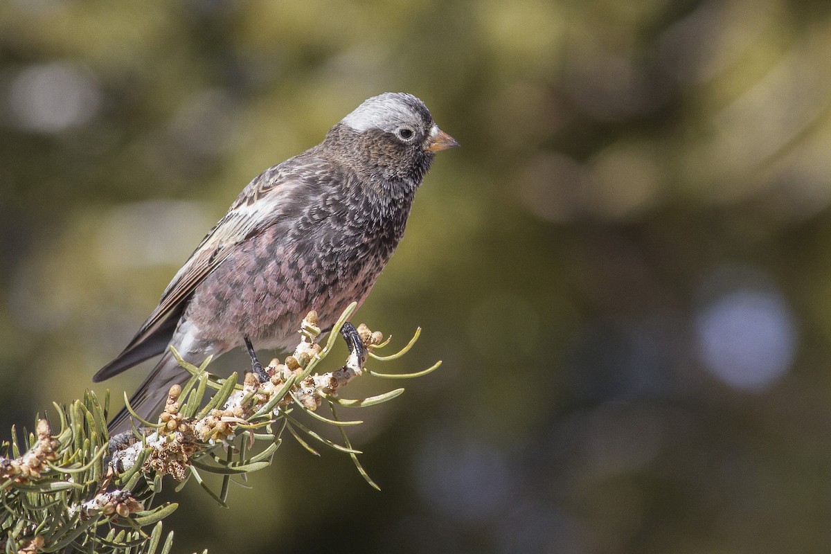 Black Rosy-Finch - ML43386141