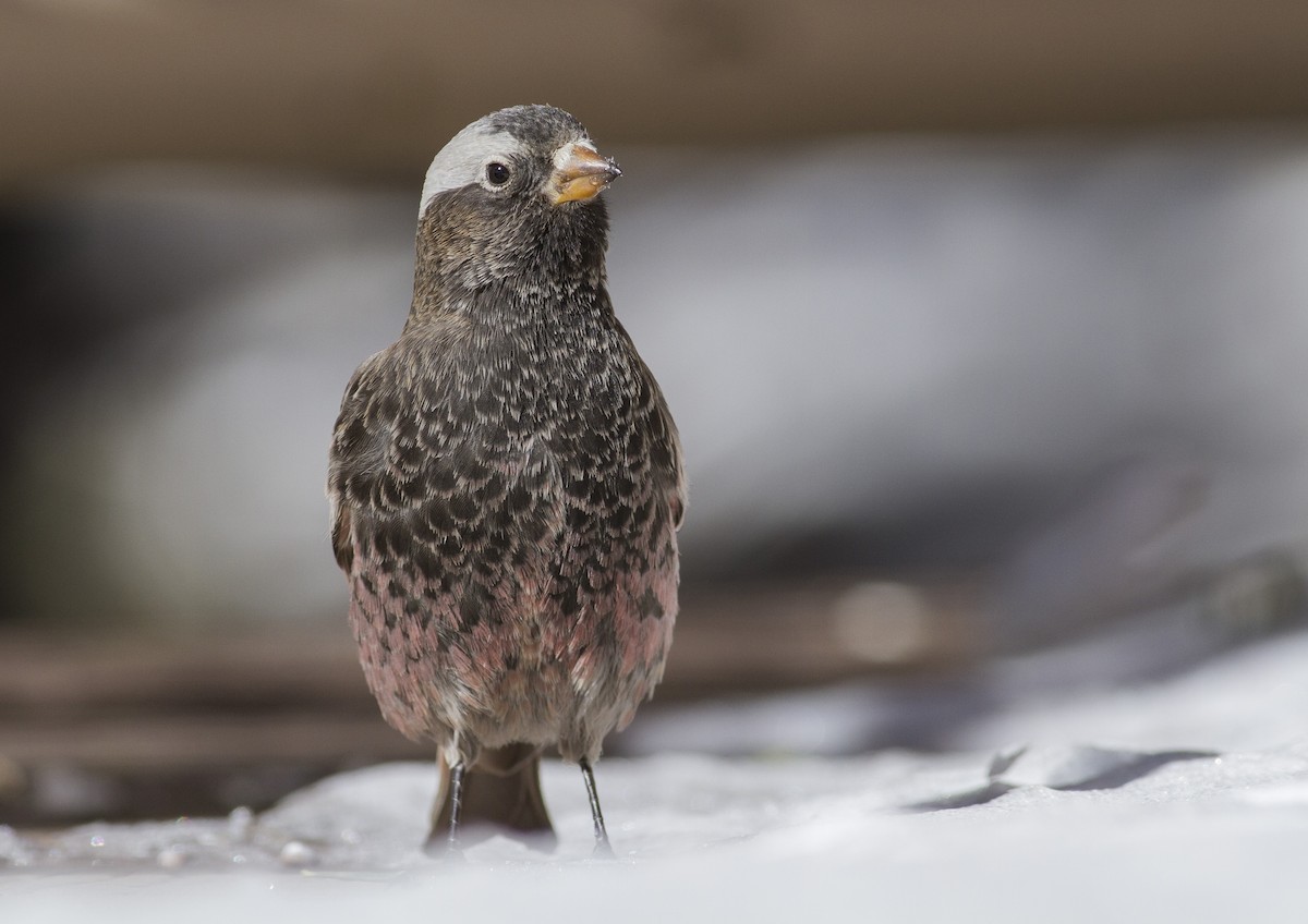 Black Rosy-Finch - ML43386151