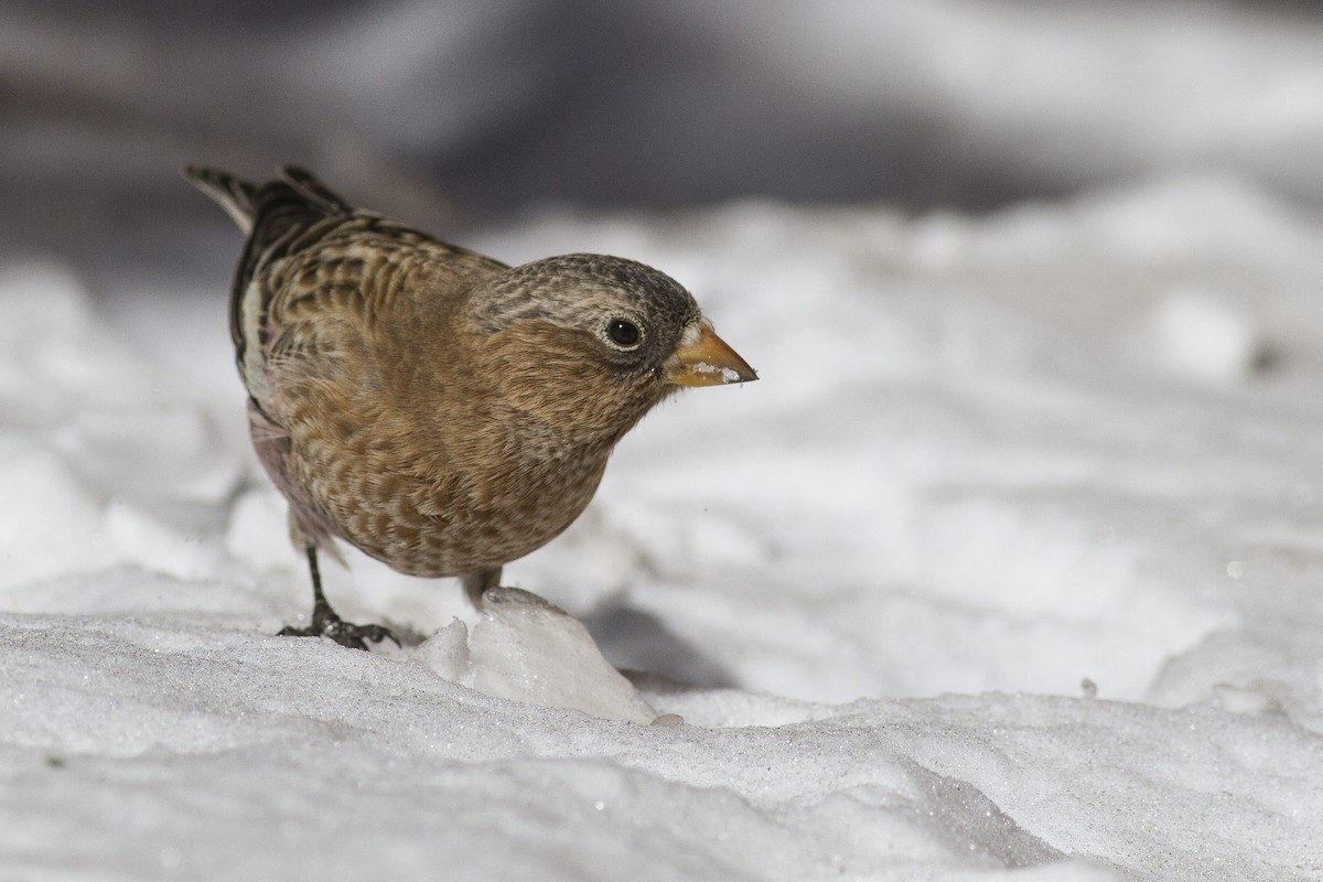 Brown-capped Rosy-Finch - ML43386181